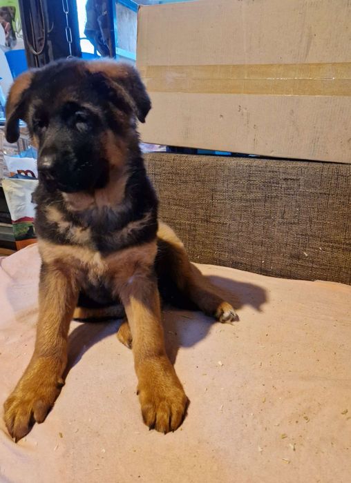 Pui ciobanesc german mascul