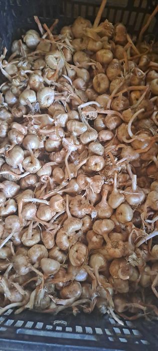 Шафранови луковици