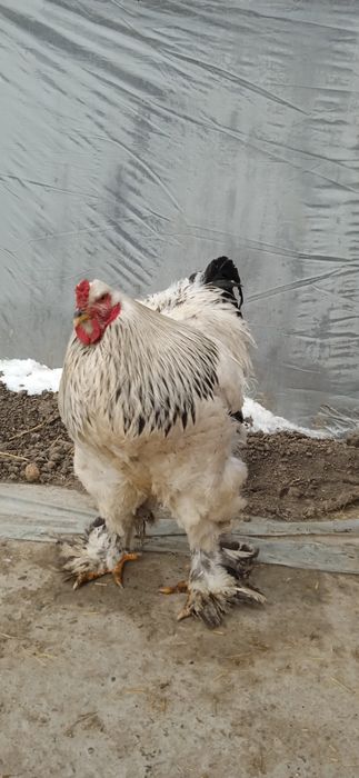 Xoroz va tovuq brama ulgurib qoling