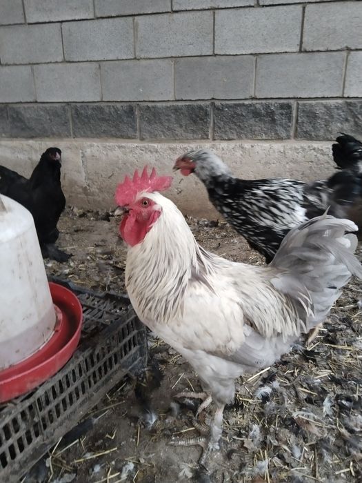Продам петухов молодых