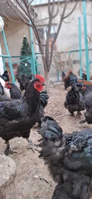 Брамы Чёрные Петрушки