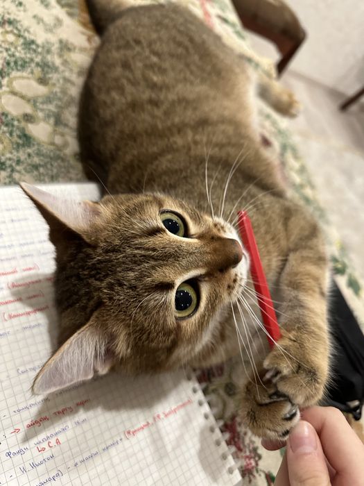 Отдам кота в хорошие руки