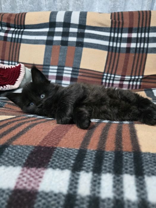 Котята мейкуна, классика