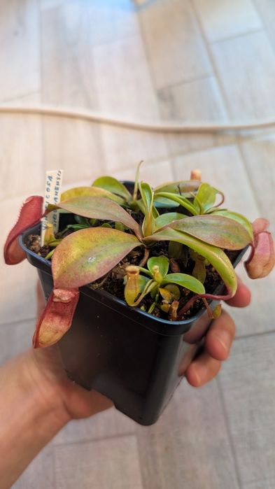 Nepenthes Ventricosa x Sibuyanensis | Planta Carnivora Urcior