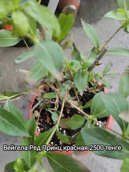 Продам цветы садовые