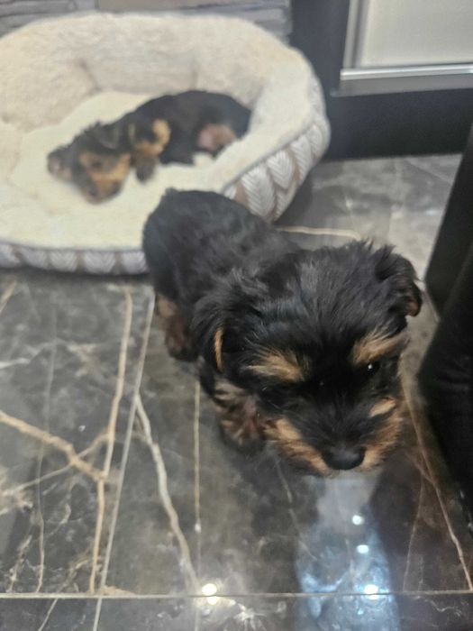 Йоркширски териер