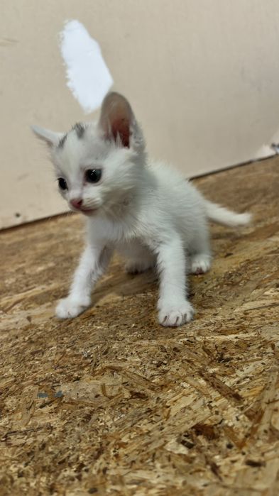 Отдам бесплатно котят