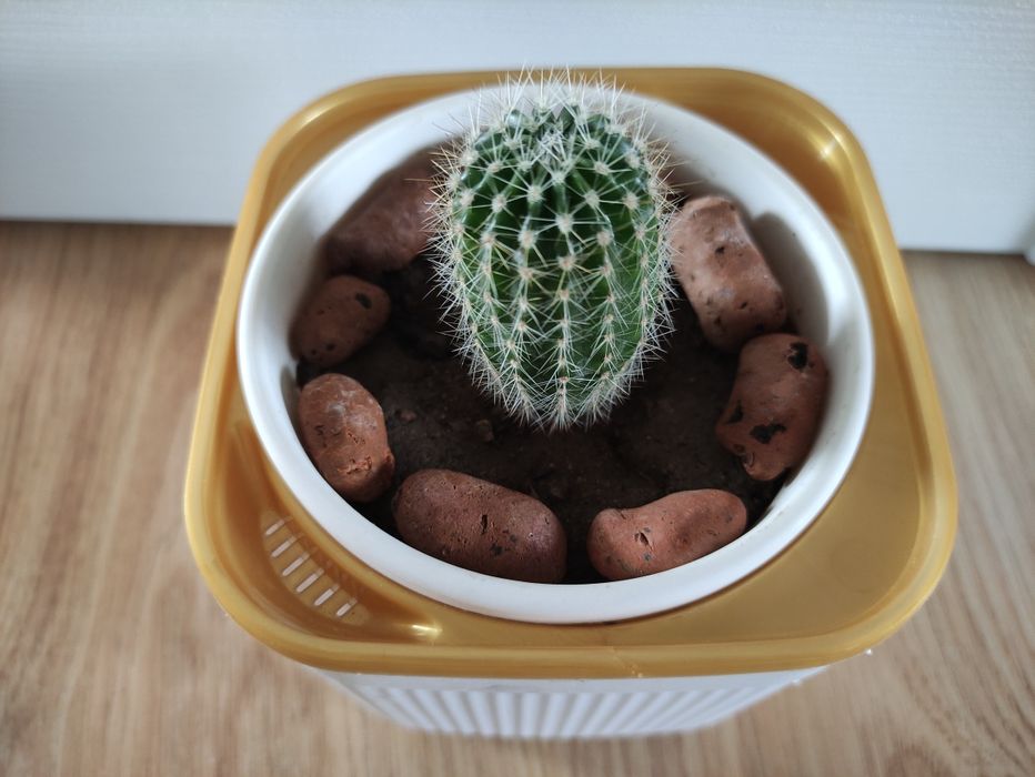 Кактус -1000    .