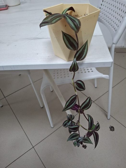 Комнатные  цветы