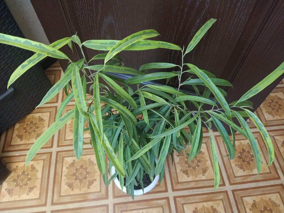 фикус амстел грин голд