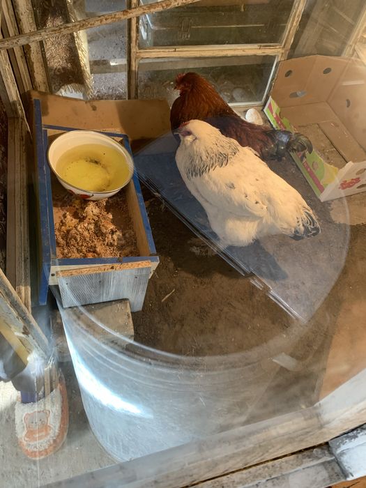 Брама  сатылады.