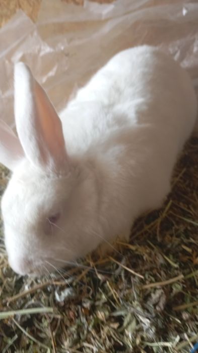 Vând 4 Iepuri tineri