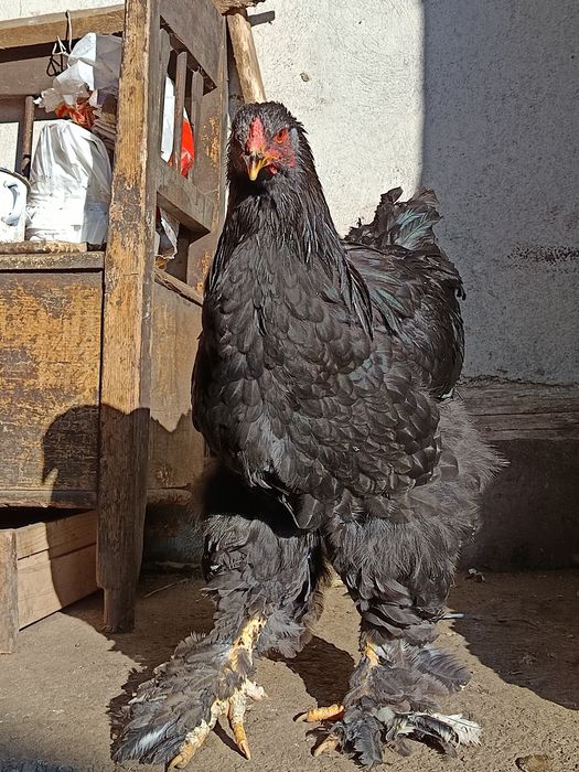 Cocosi Brahma tineri