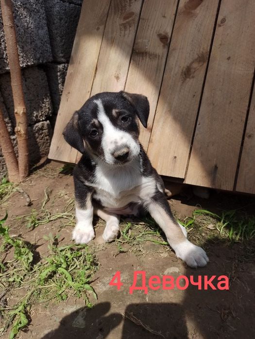 Щенки в ответственные руки!