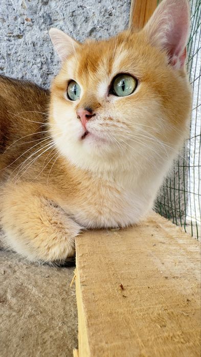 Чистокровные британская шиншила вокрас золота и серебро. ВЯЗКА