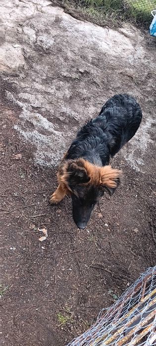 Продавам немска овчарка