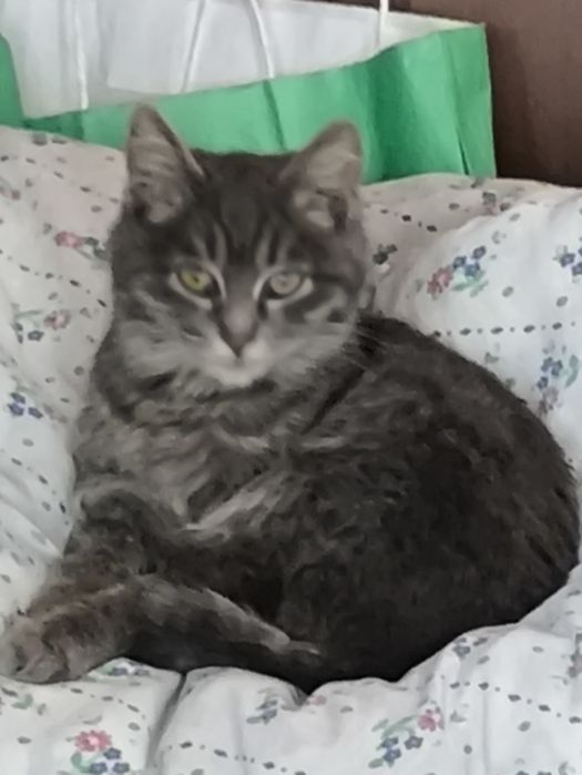 Отдам котенка в добрые руки.