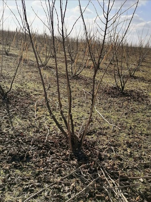 Executăm lucrari de taiere alun, nuc, formare si intretinere livezi