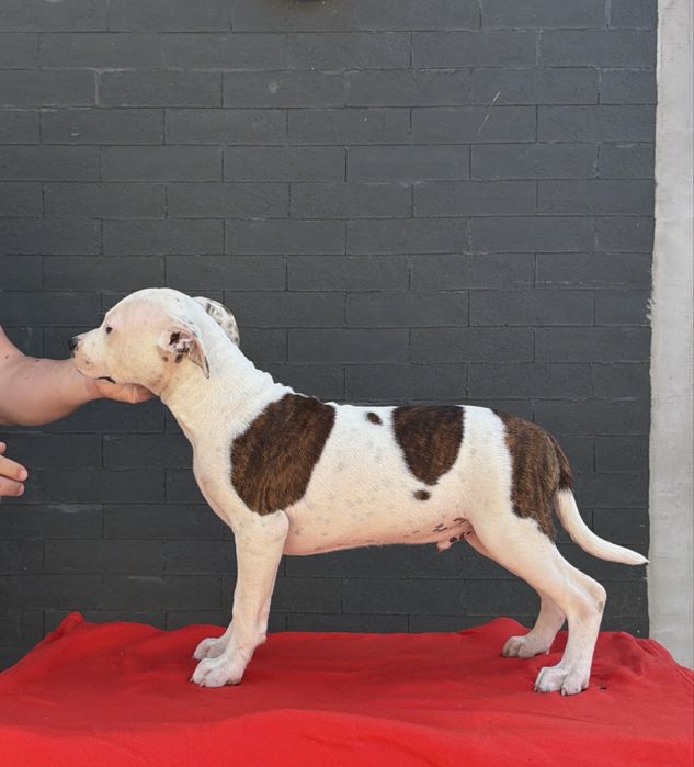 Amstaff cu pedigree din linii exclusiv americane