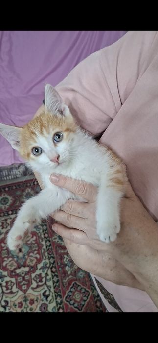 Котенок красавчик Русик в добрые руки!