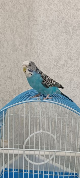 Продам попугая с клеткой