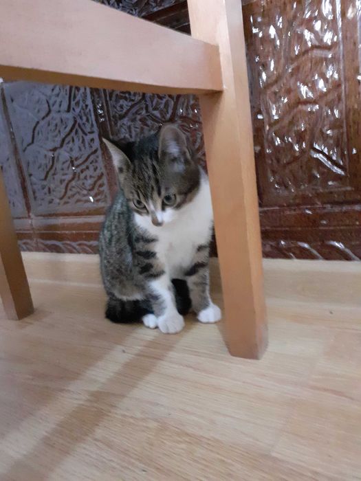 Adoptie donatie pisoi