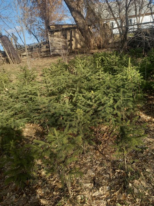 Продам сибирский ел