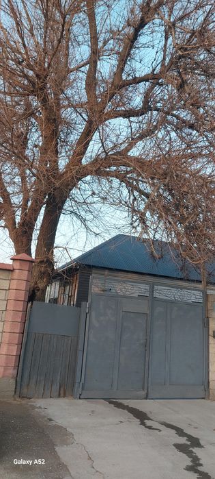 Дерево отдам даром