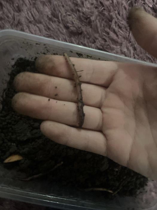 Червяки 20 штук