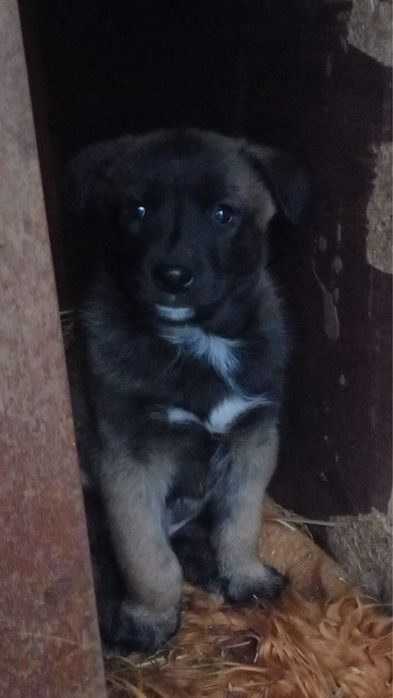 Подарявам кученца - белгийска овчарка (Малиноа) микс