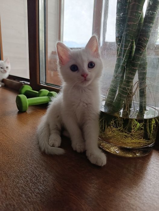 Ищу дом для котиков