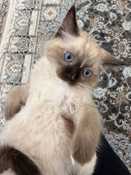 Продаётся Регдолл котёнок!!!