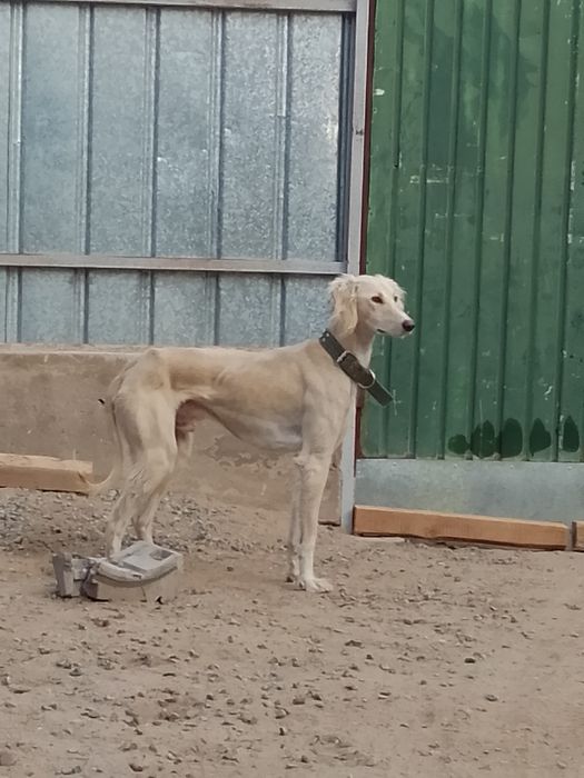 Жас тазы еркек  .