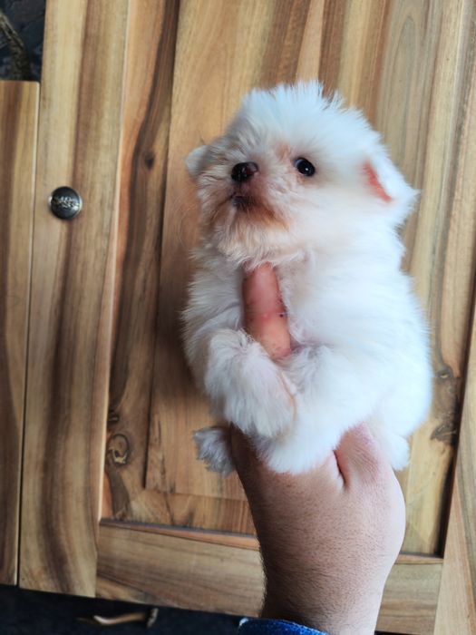 Pui Bichon Maltez Mini Toy – femelă