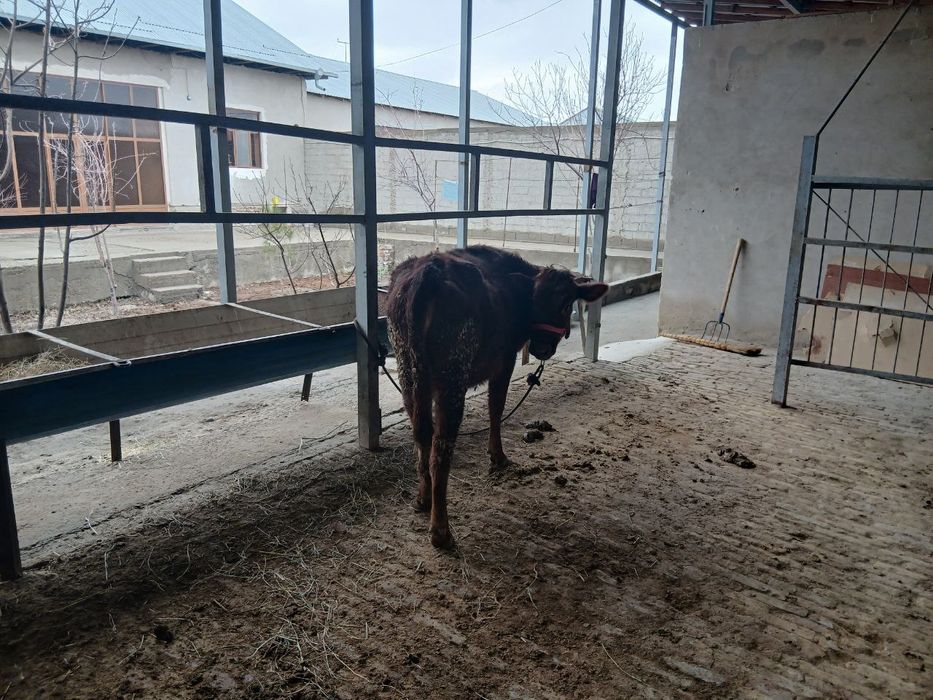 Gʻunojincha sotiladi