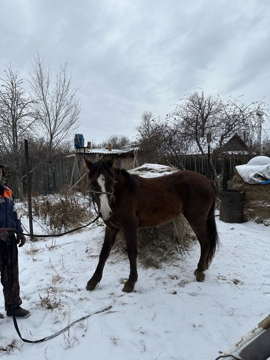 Продам молодого жеребца