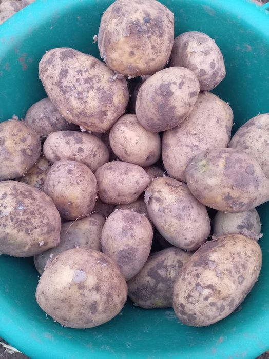 Продам  Картошка  Гала
