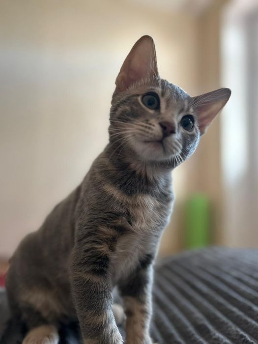 Продам бенгальских котят
