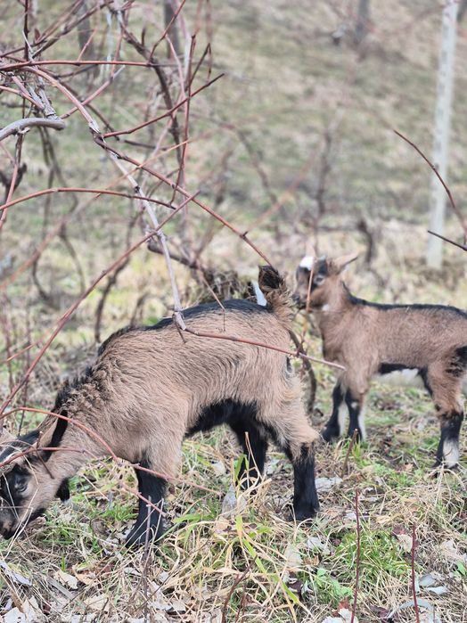 Vand capre cu iezi