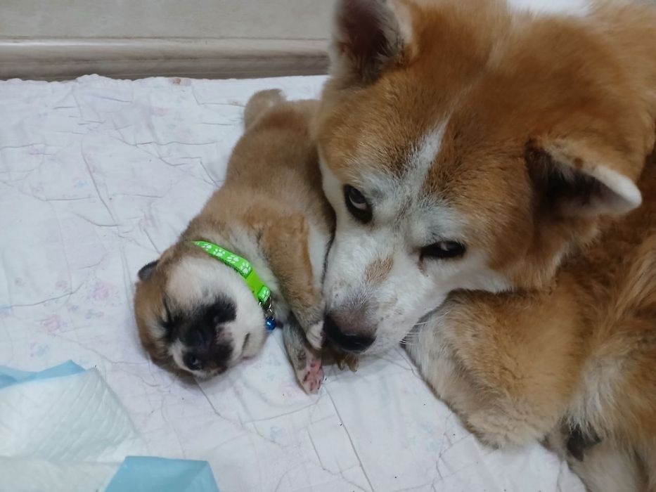 Продаётся щенок Акита Ину