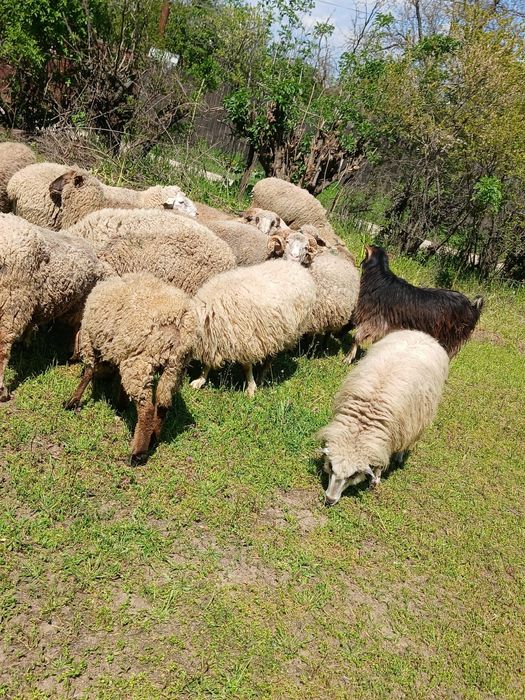 Vand 14 oi si 4 berbeci