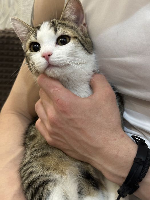 Кошечка в добрые руки