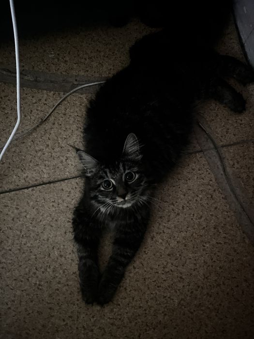 Кошка очень хорошая