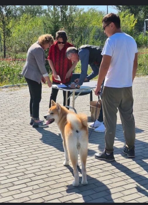 Дрессировка собак. Кинолог