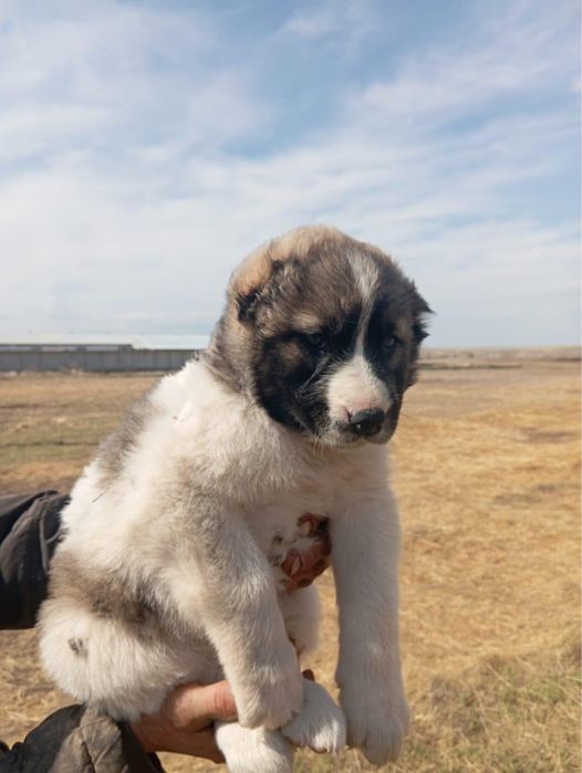 Продам собак щенят алабай ит