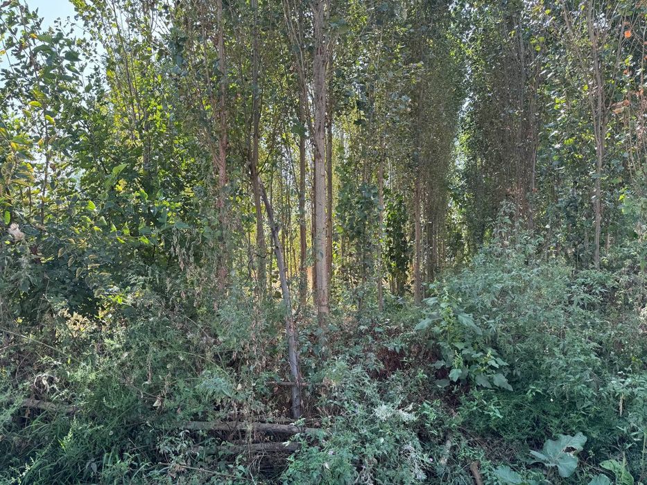 Yangiyol tumani halqobod