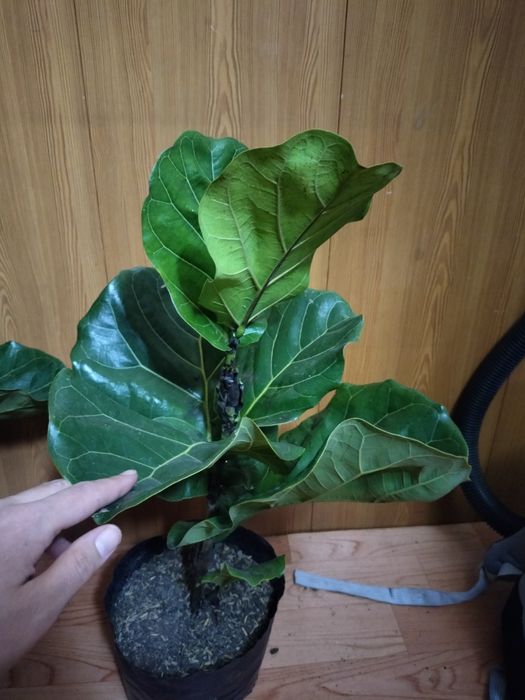 Продам детки филодендрона и лирата