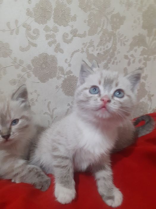 Продам шотландских котят.