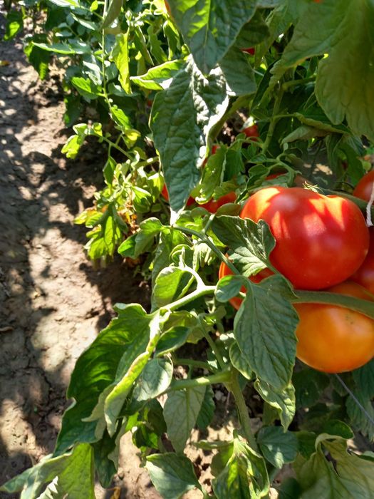 Vand rosii gradina 100% bio