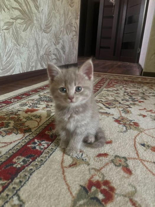 Отдам котенка в хорошие руки